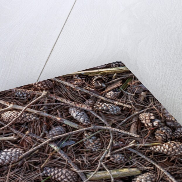 Pine cones and tree branches by Assaf Frank